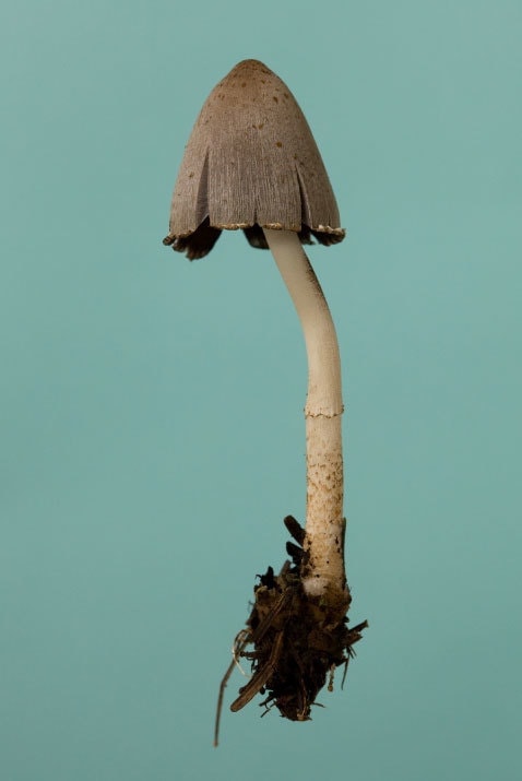 "of virgin forest"series ヒトヨタケ